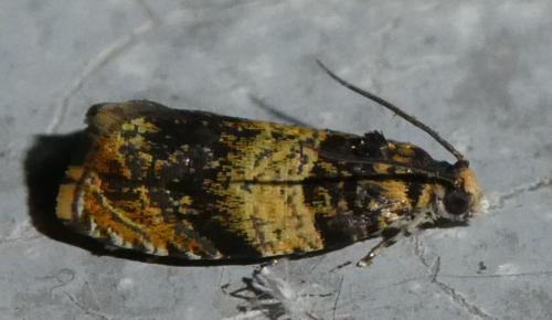 Réf. 234 502 : Celypha aurofasciana